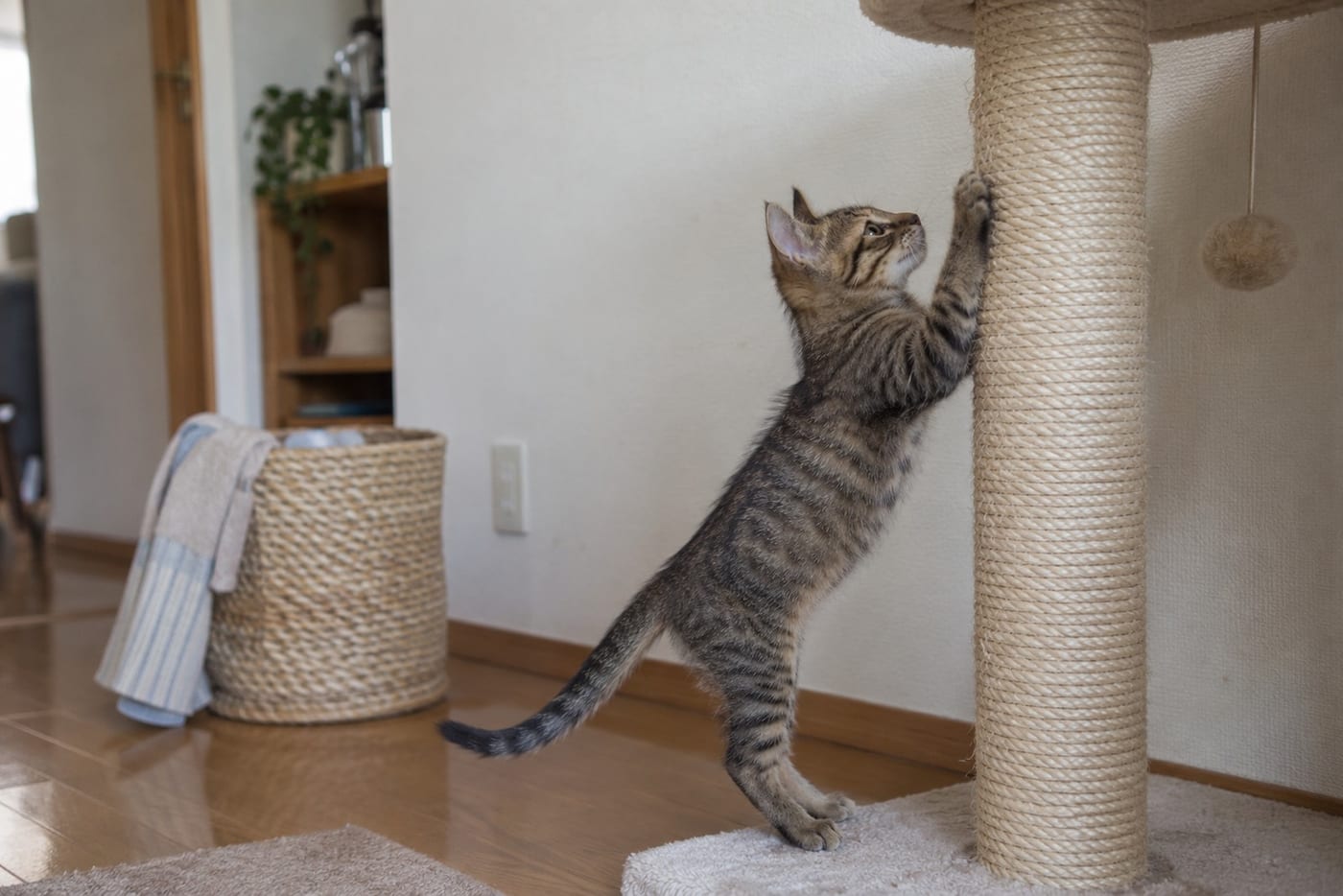 クロス張りの壁際に置かれた麻縄の爪とぎで、爪を研ぐキジトラの子猫