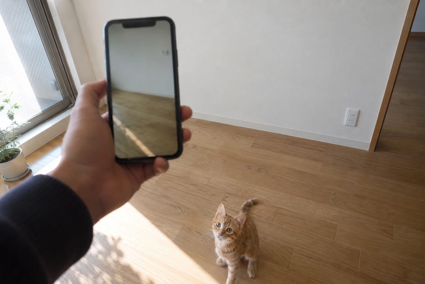 室内の壁と床をスマートフォンで撮影する飼い主の手元と、足元から見上げる茶トラの子猫