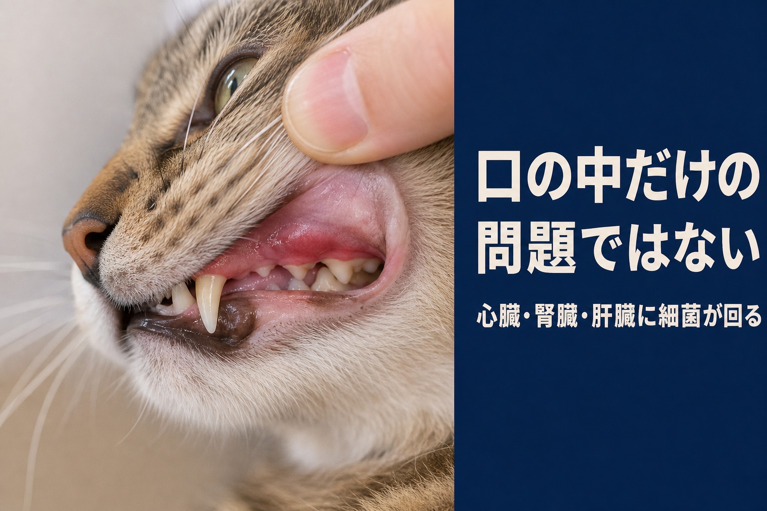 猫の歯周病は口の中だけでなく心臓・腎臓・肝臓に影響する全身疾患