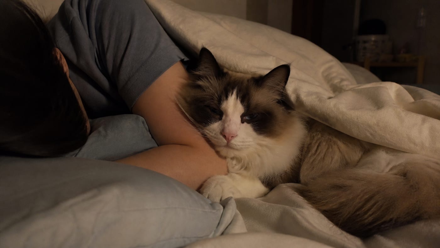 夜の寝室で、布団の中の飼い主の脇に寄り添って丸くなっている猫