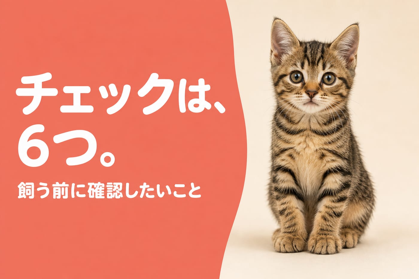 チェックは6つ。飼う前に確認したいこと——カメラをまっすぐ見つめるキジトラの子猫
