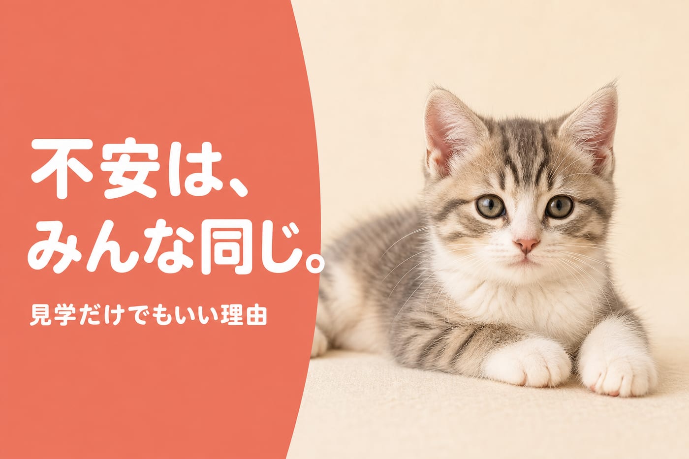 不安はみんな同じ。見学だけでもいい理由——リラックスして寝そべるキジトラ白の子猫