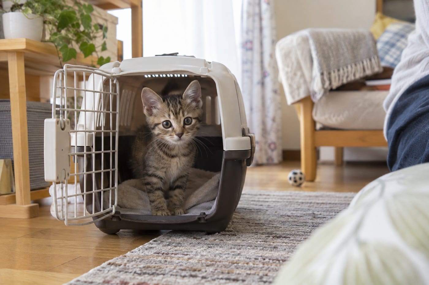 新しい部屋の床に置かれたキャリーの扉が開いて、中から顔をのぞかせる子猫