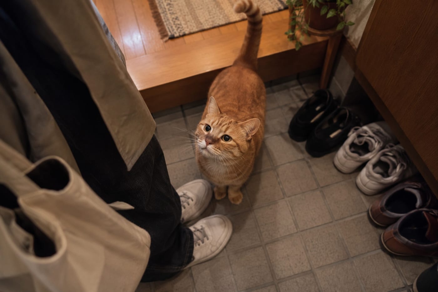 玄関で帰宅した人の足元に寄ってきて、見上げる茶トラの猫