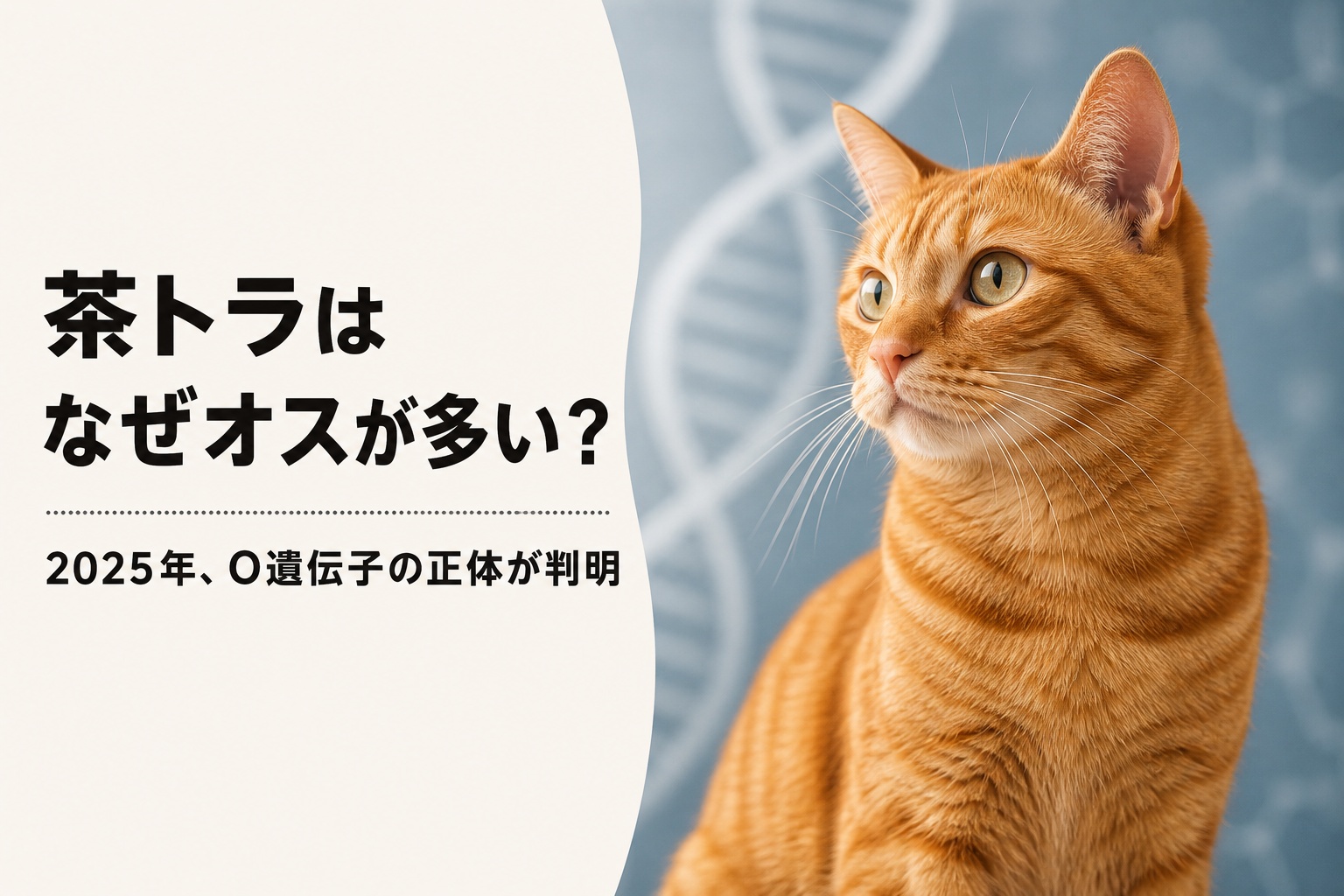 茶トラ猫とDNA二重らせんを背景にしたO遺伝子の最新研究