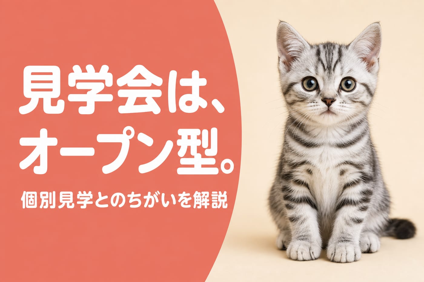 見学会はオープン型の見学イベントであることを伝えるサーモン帯バナーとシルバータビーの子猫