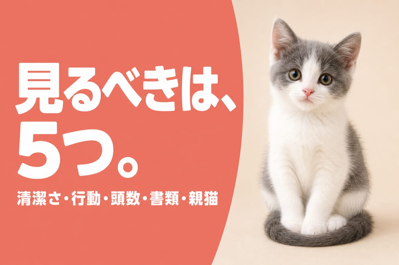 清潔さ・行動・頭数・書類・親猫の5つのチェックポイントを示すサーモン帯バナーとグレー白の子猫