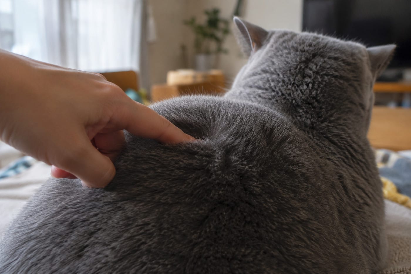 ブリティッシュショートヘアの背中の毛を、毛並みに逆らって指先で軽く押している手元。短く密な毛が起き上がっている