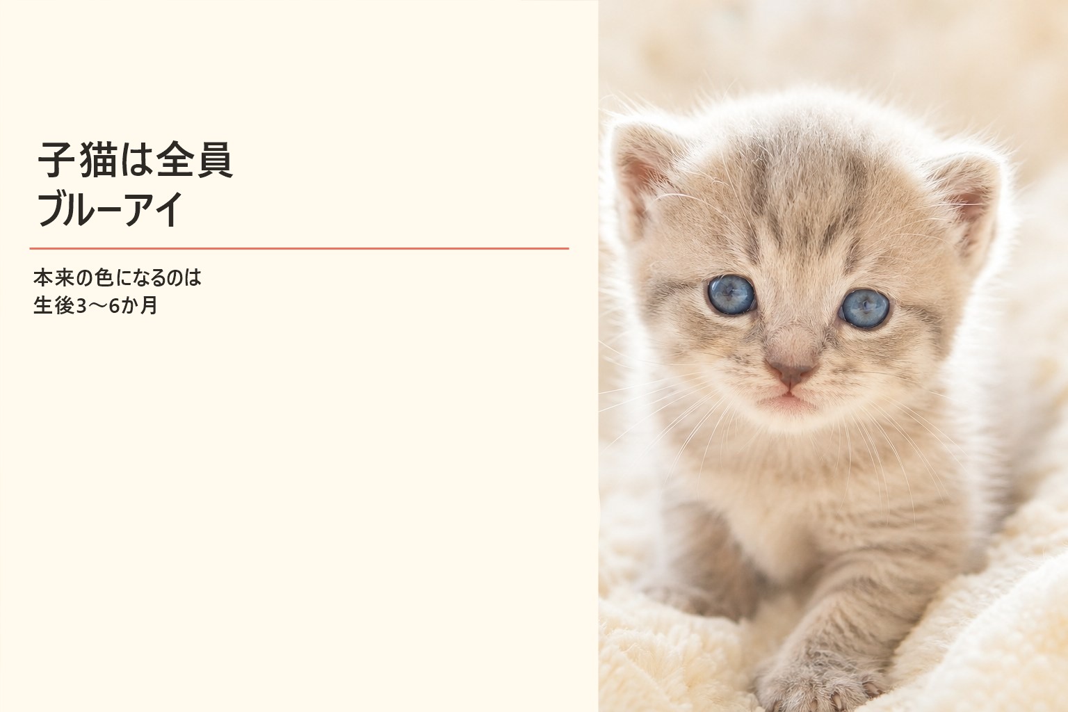 子猫のキトゥンブルー