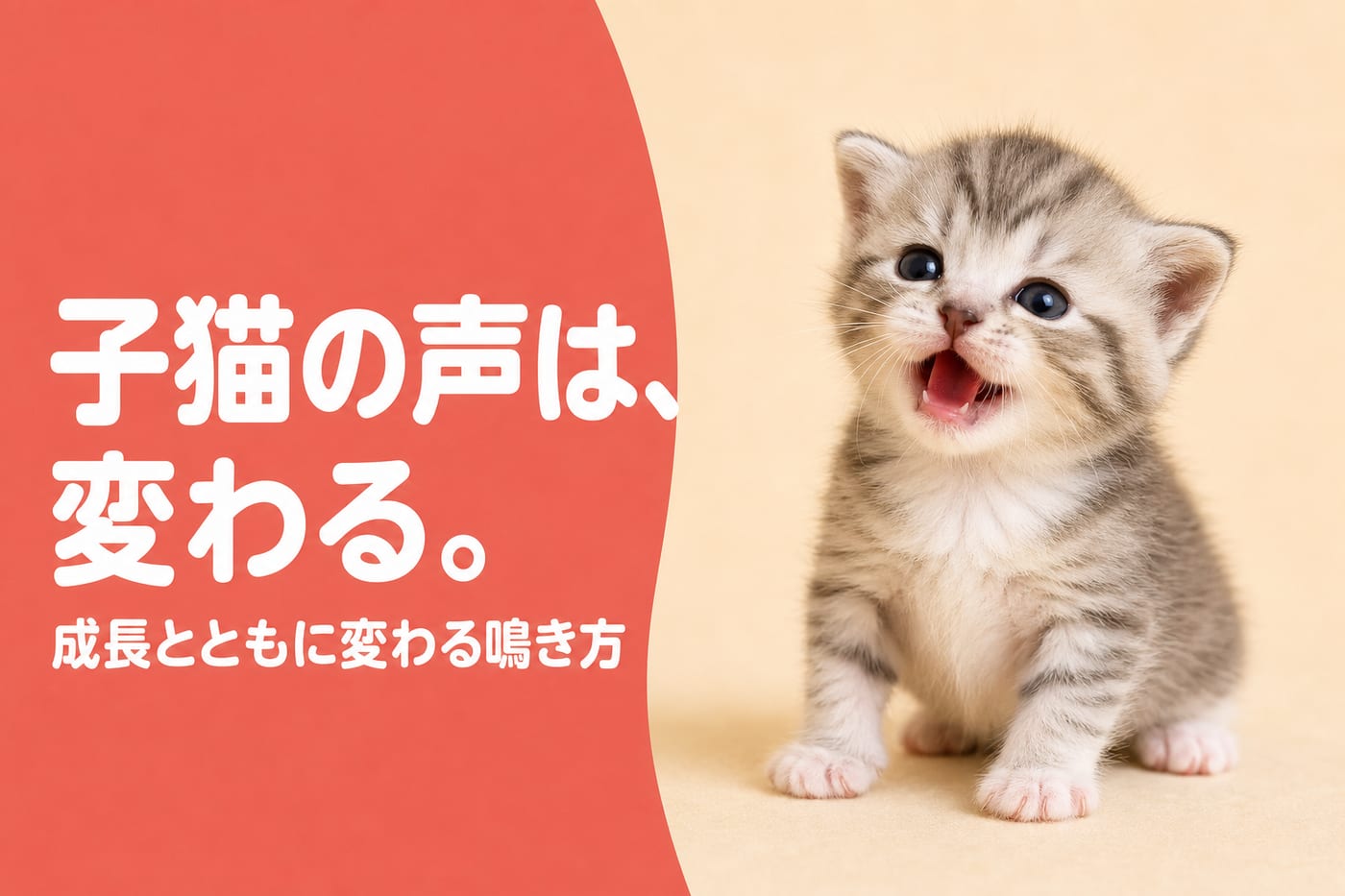 子猫の声は変わると伝えるサーモン帯バナーと小さく鳴く幼い子猫