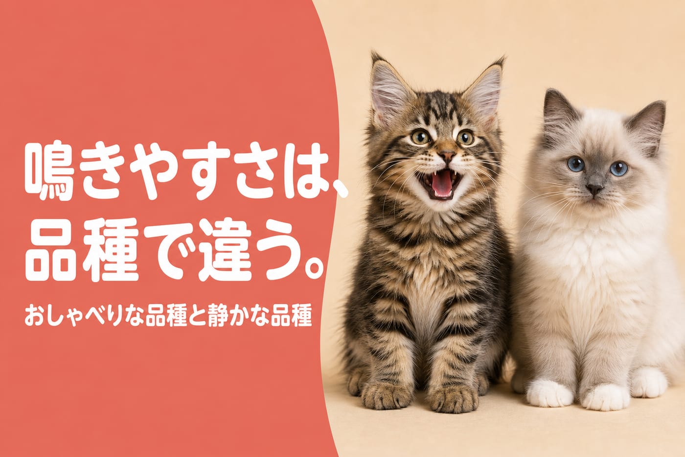鳴きやすさは品種で違うと伝えるサーモン帯バナーとおしゃべりな子と静かな子の2匹の子猫