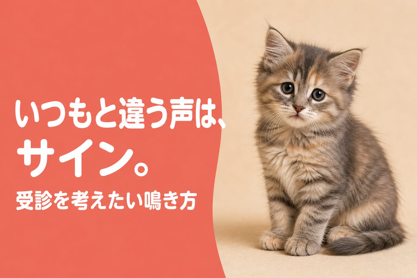 いつもと違う声はサインと伝えるサーモン帯バナーと静かに座る子猫