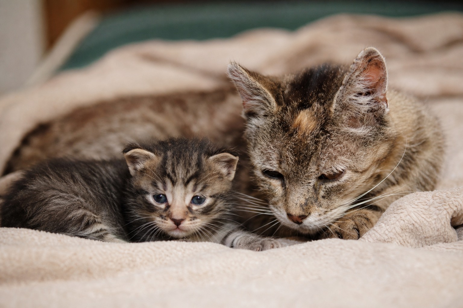 子猫とシニア猫が寄り添う温かい写真