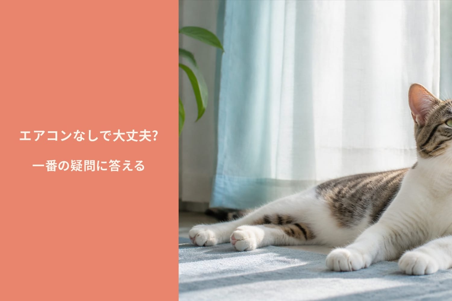 夏の室内でエアコンの風を感じながらくつろぐ猫