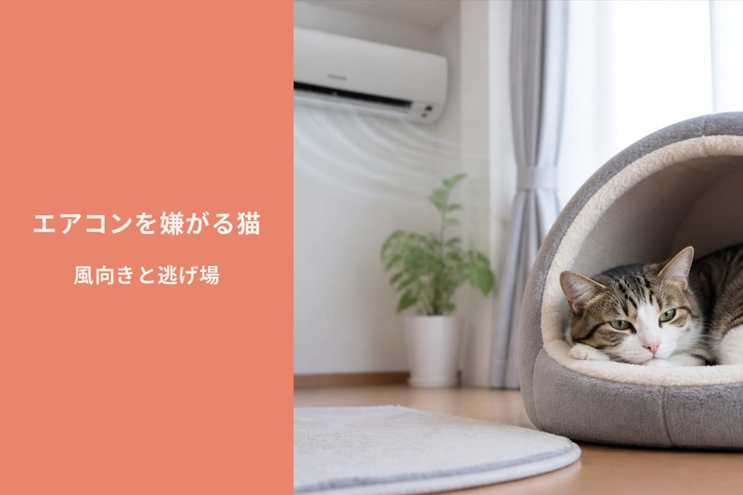 エアコンの風が直接当たらない場所に置かれたドーム型ベッドで丸くなる猫