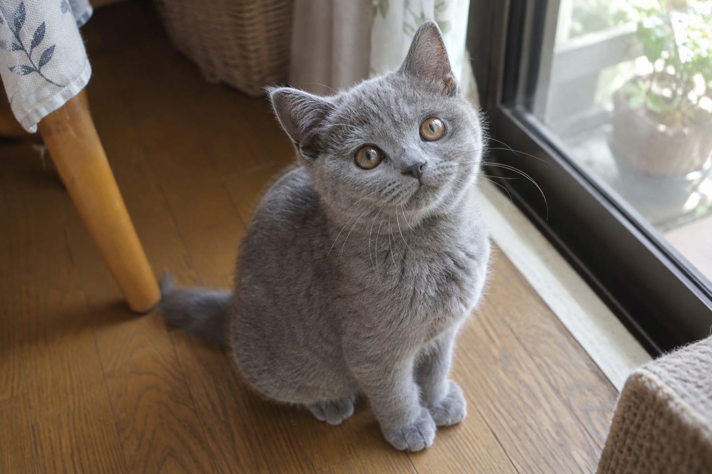 窓辺の床に座り、丸い顔と大きな目でこちらを見上げるブリティッシュショートヘアの子猫