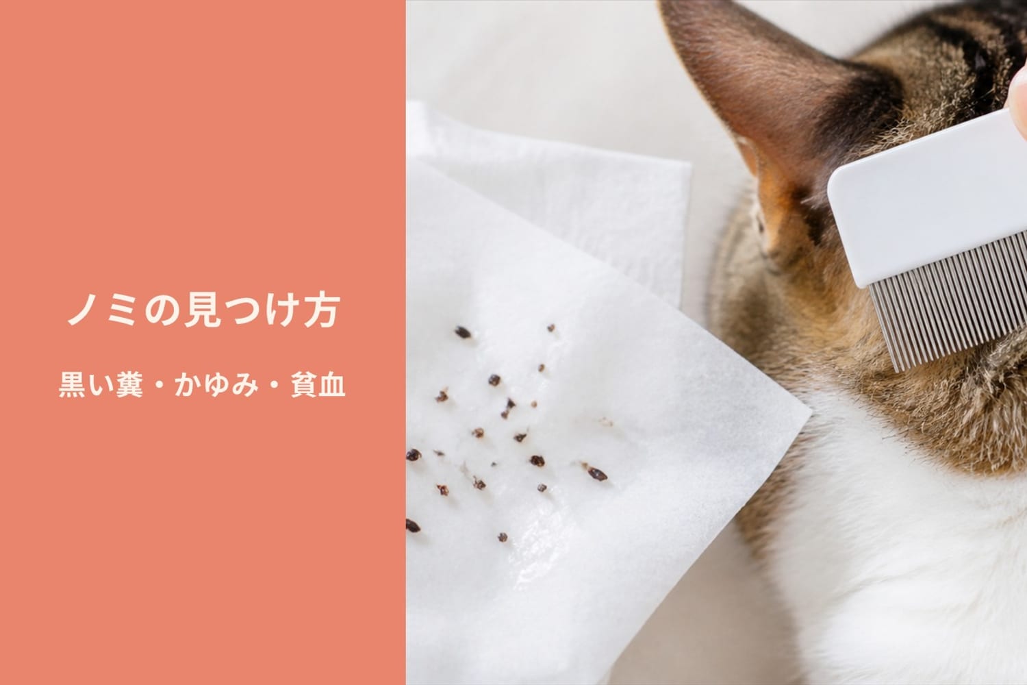 白いコームで猫の被毛をとかし、濡らしたティッシュの上に黒い粒(ノミの糞)が落ちる瞬間