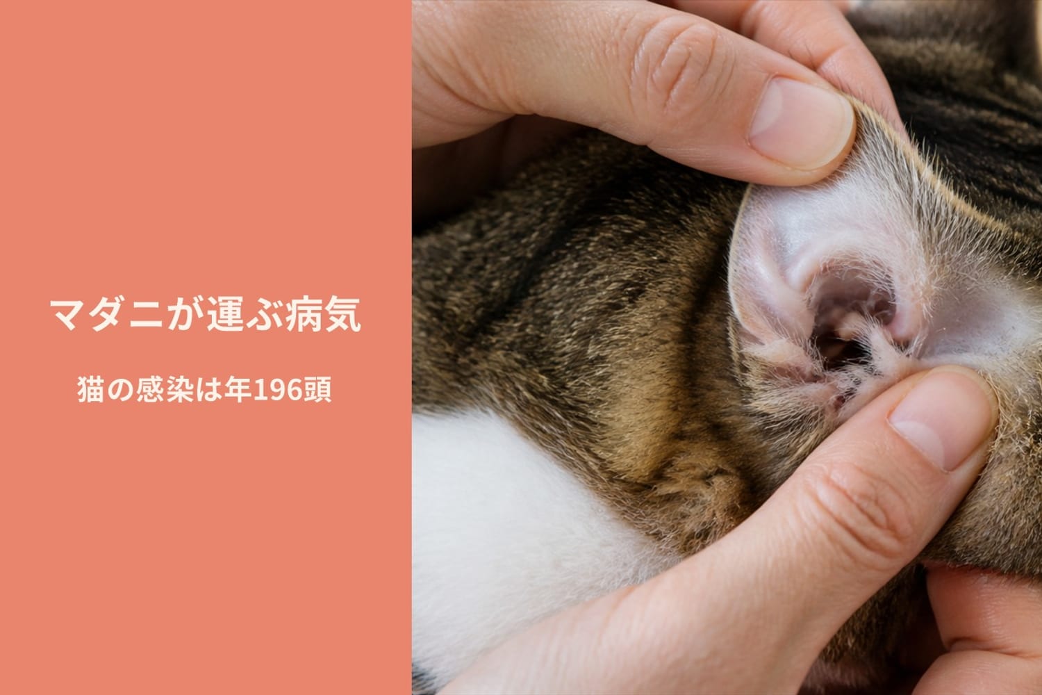 猫の耳の付け根に付着したマダニのイメージと、統計データを示すノート