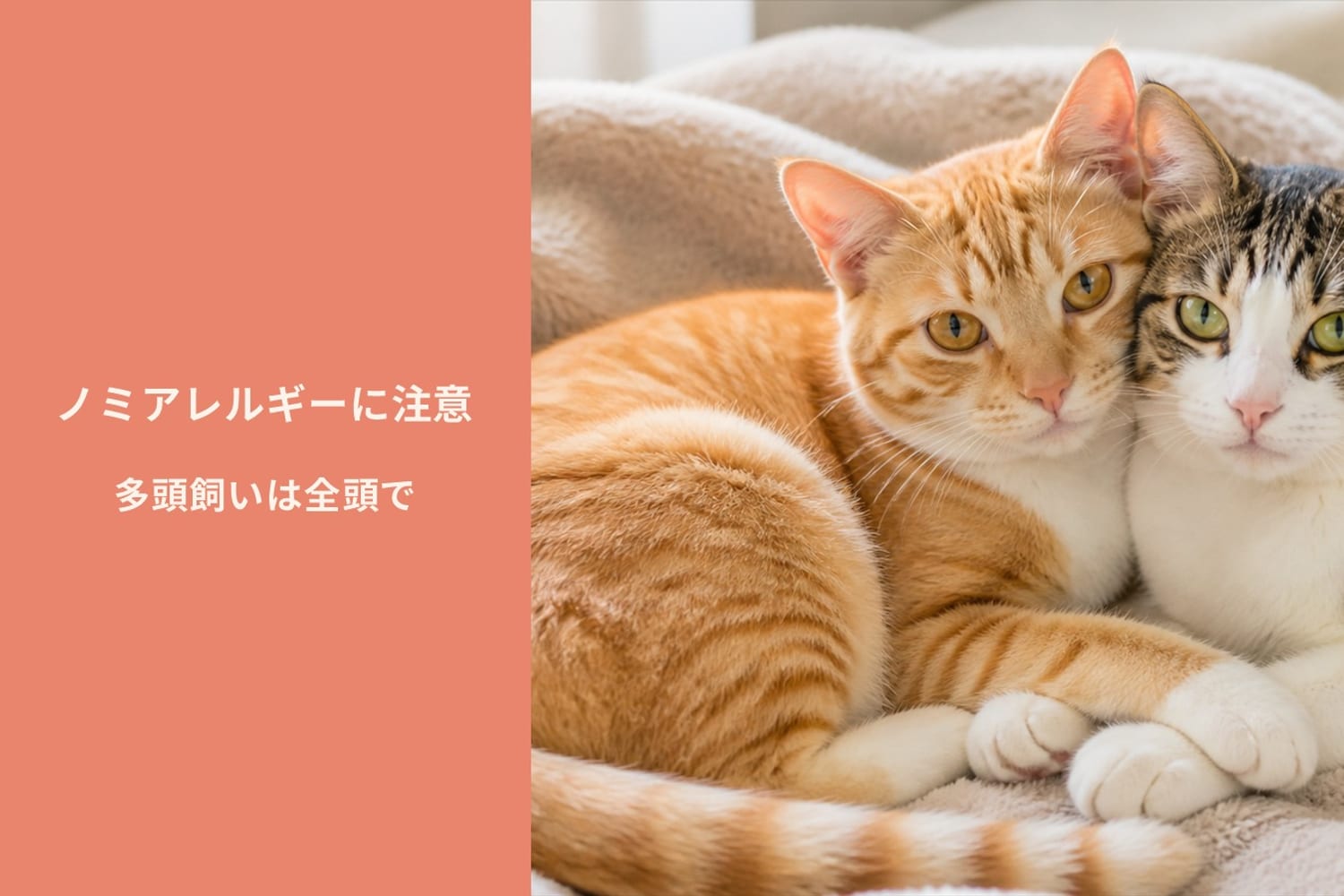 同じ毛布で寄り添う2匹の猫。多頭飼育では1匹のノミが全頭に広がりやすいことを示すイメージ