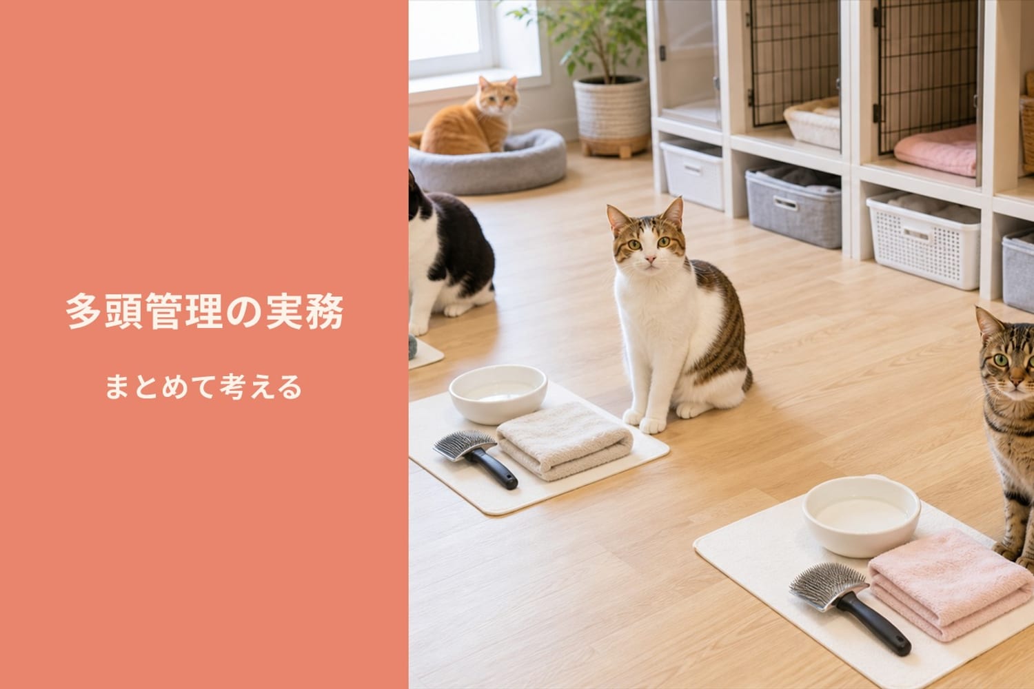 Flowens Catの施設で複数の猫がそれぞれ個別のケージ・道具で管理されている様子