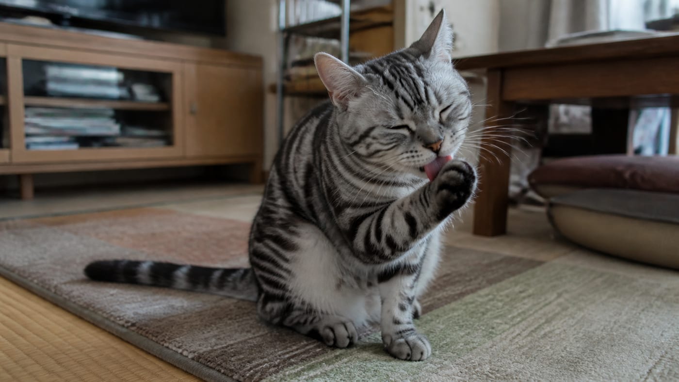 リビングのラグの上で、前足を舐めて毛づくろいをしている猫