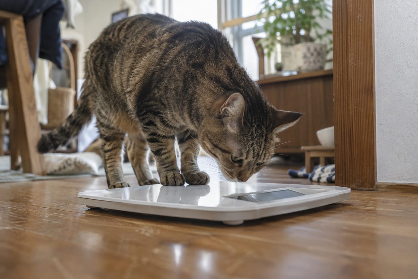 ペット用の体重計に前足をかけて、のぞき込む成猫のキジトラ