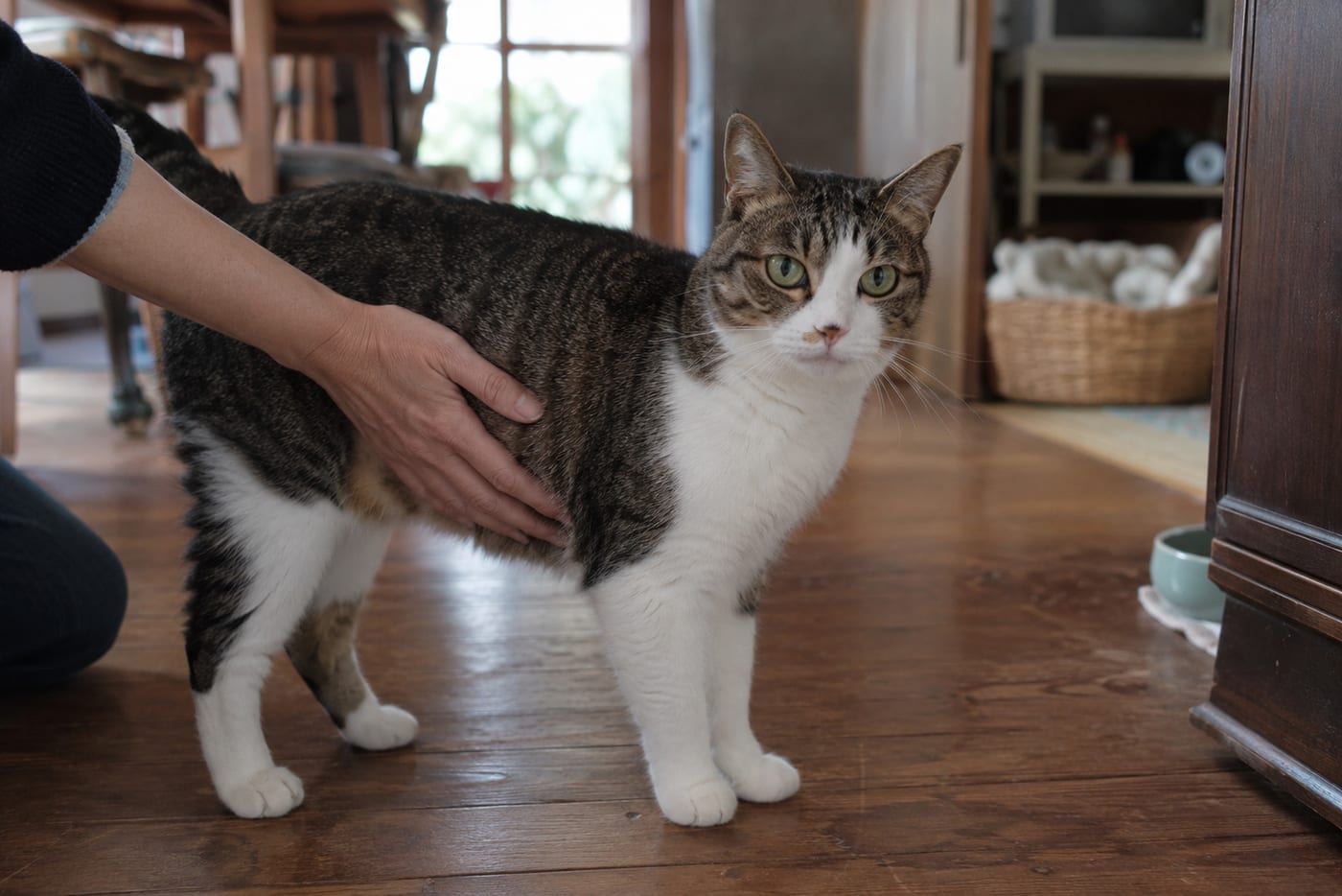 成猫の脇腹に手を添えて、肋骨の触れ具合を確かめる飼い主さんの手元