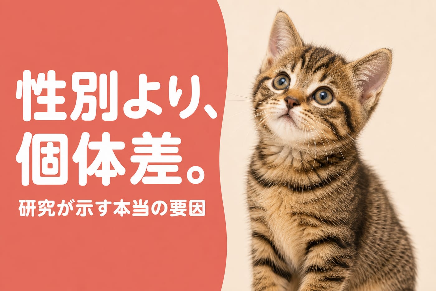 性別より個体差と伝えるサーモン帯バナーと見上げるキジトラの子猫