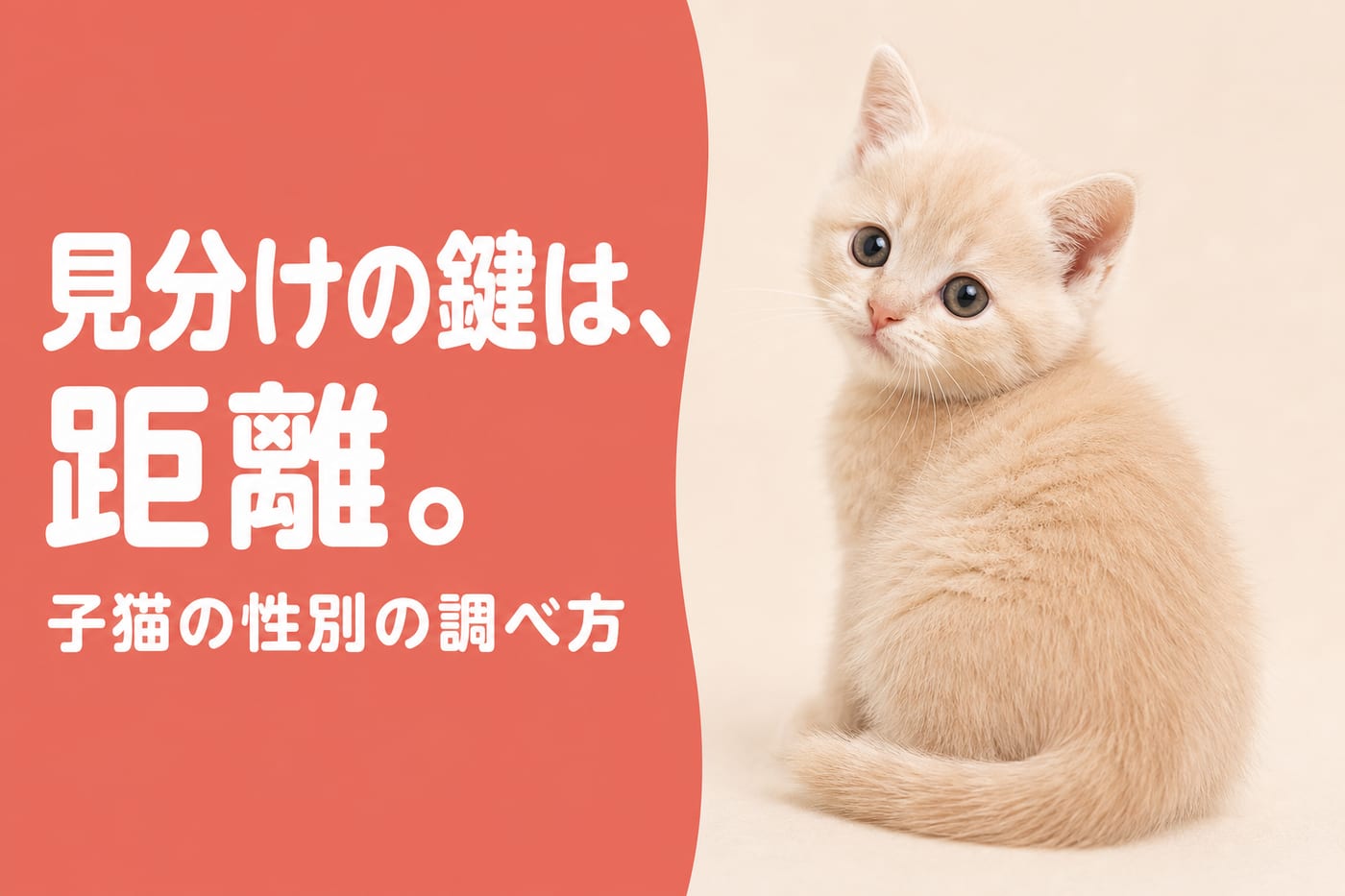 見分けの鍵は距離と伝えるサーモン帯バナーと振り返るクリーム色の子猫