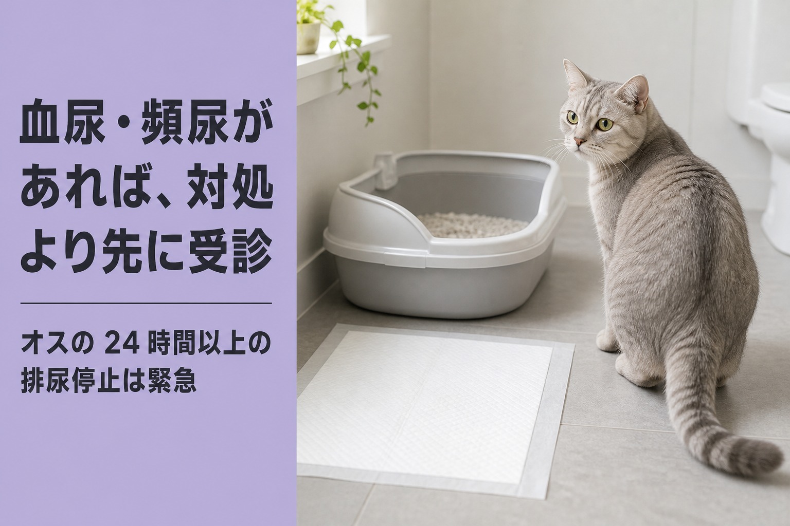 清潔なトイレのそばに座る猫。血尿・頻尿があれば対処より先に受診、オスの24時間以上の排尿停止は緊急