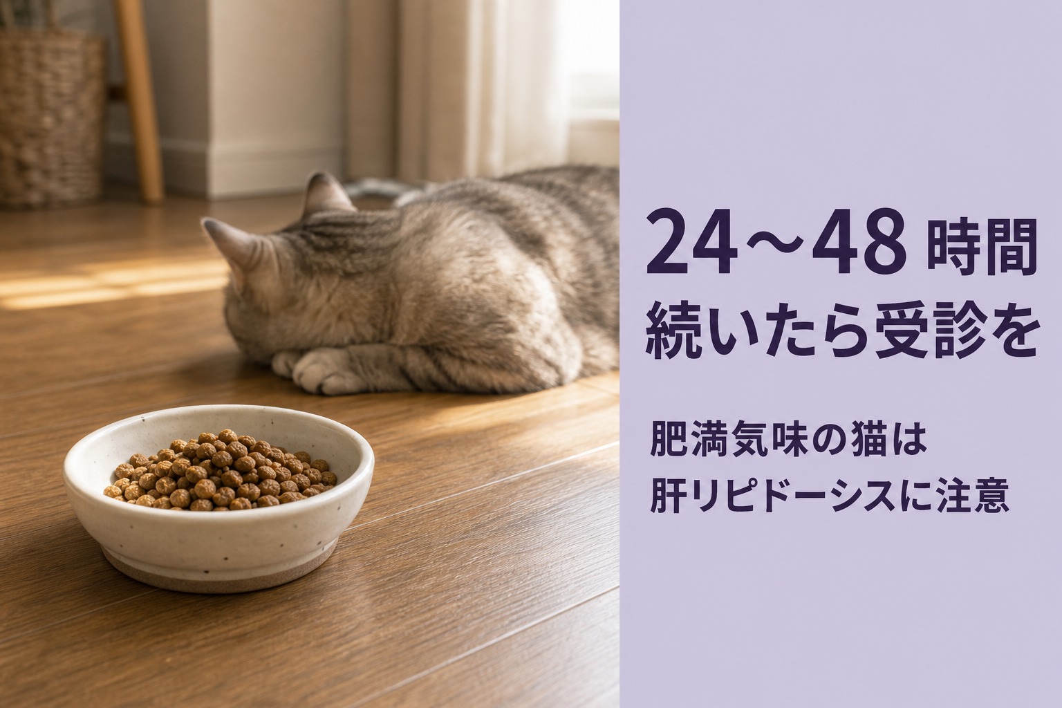 ほぼ手つかずのフード皿から離れて伏せる猫。24〜48時間続いたら受診を、肥満気味の猫は肝リピドーシスに注意