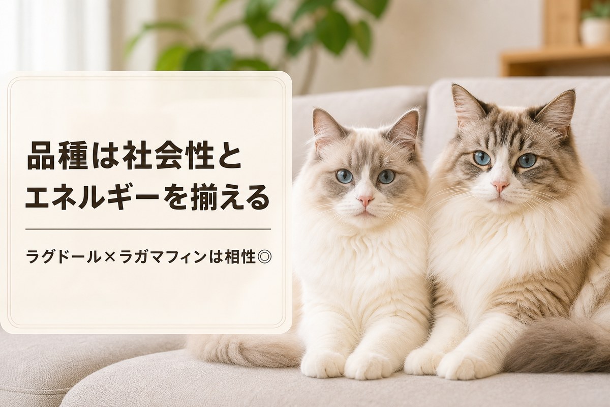 ラグドール×ラガマフィンなど品種別おすすめペア
