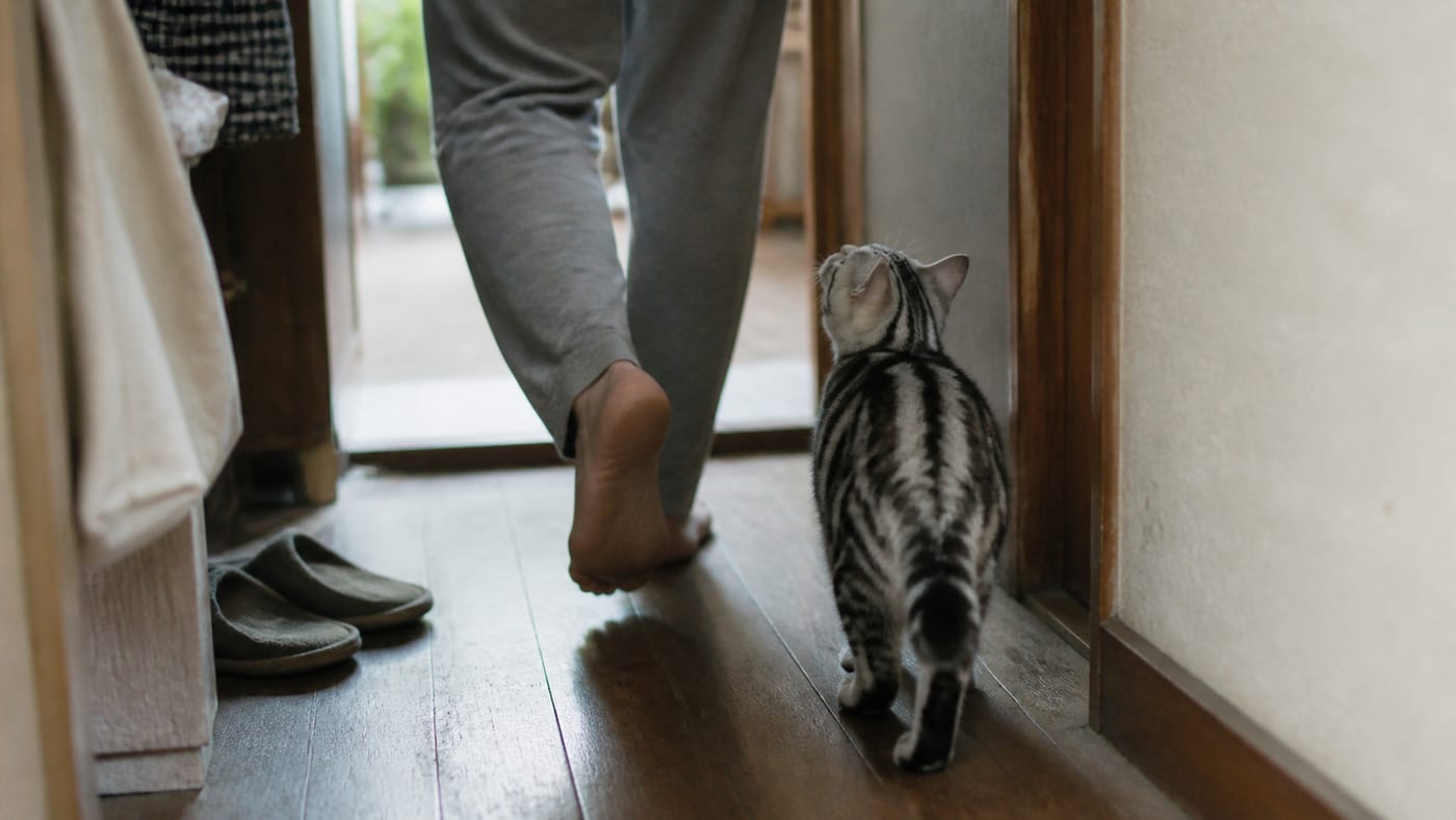 廊下を歩く飼い主の足元を、少し離れて見上げながらついてくる猫