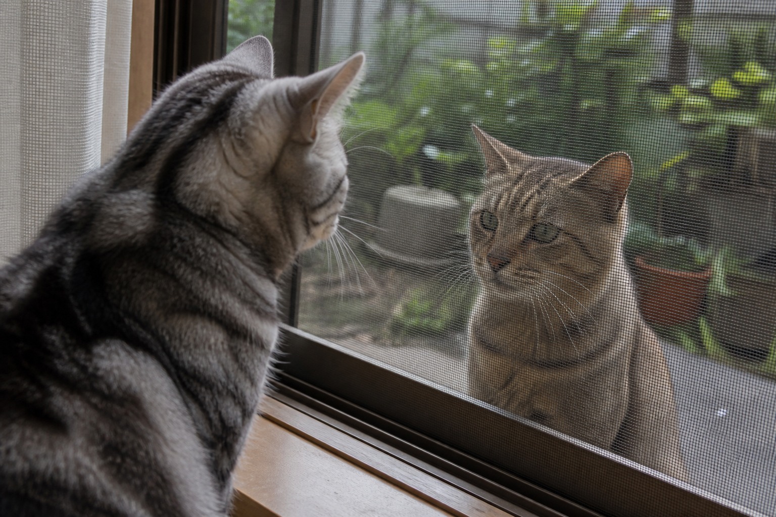 網戸越しに見つめ合う室内猫と外猫。外部の猫との接触リスクが5種混合を検討する目安になる