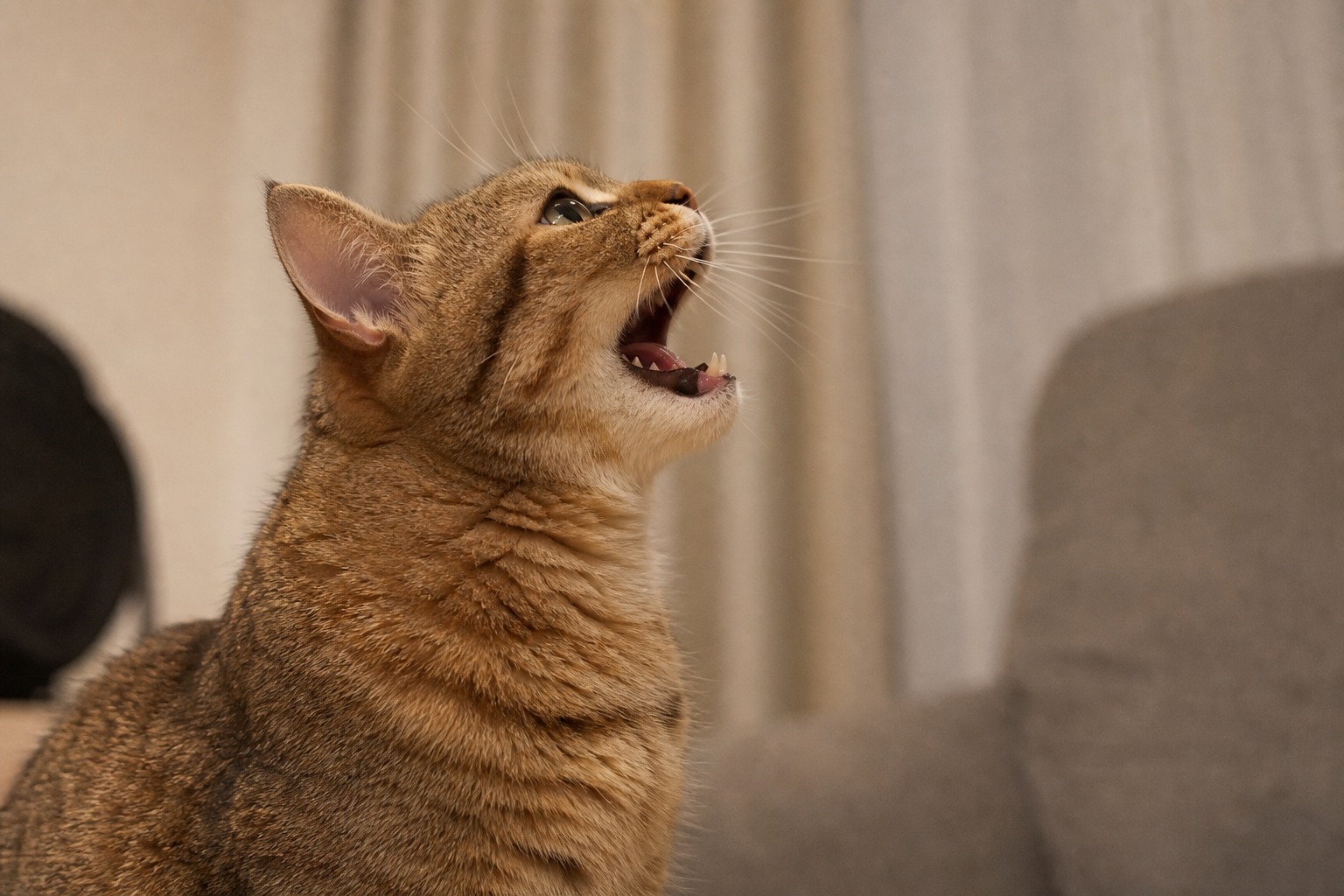 口を開けてアオーンと鳴く猫の横顔クローズアップ