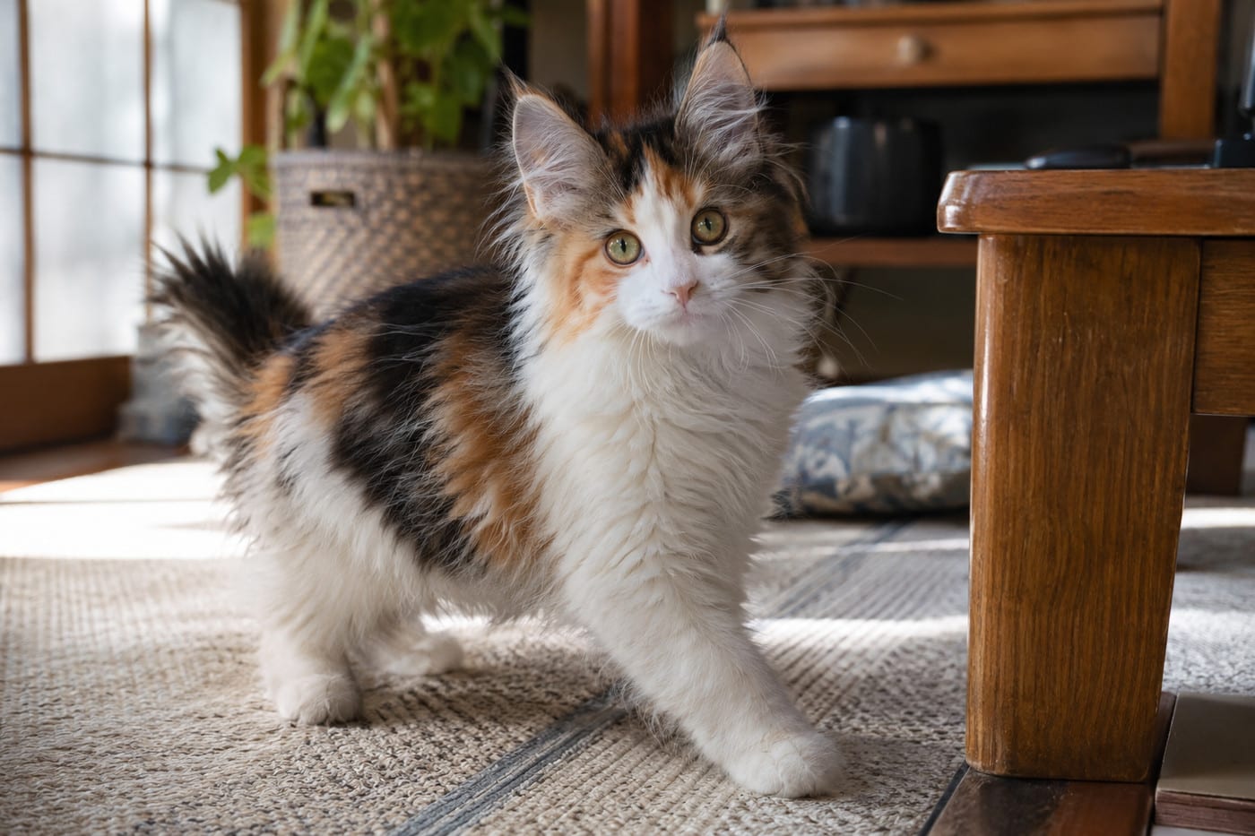 白に、黒とオレンジ色のまだらが入ったキャリコ（三毛）のノルウェージャンフォレストキャットの子猫
