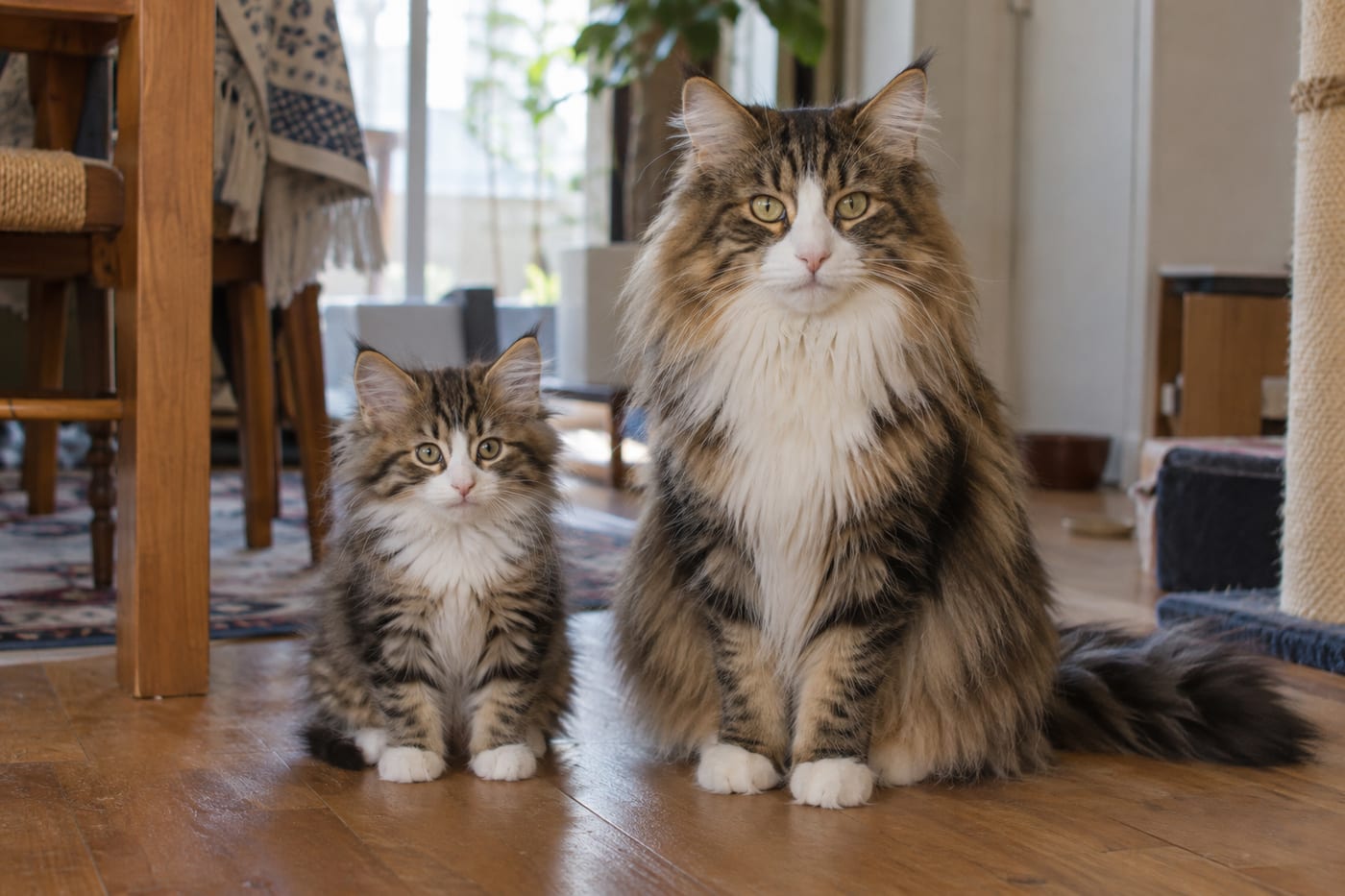並んで座る、ノルウェージャンフォレストキャットの子猫と成猫。成猫のほうがずっと大きい