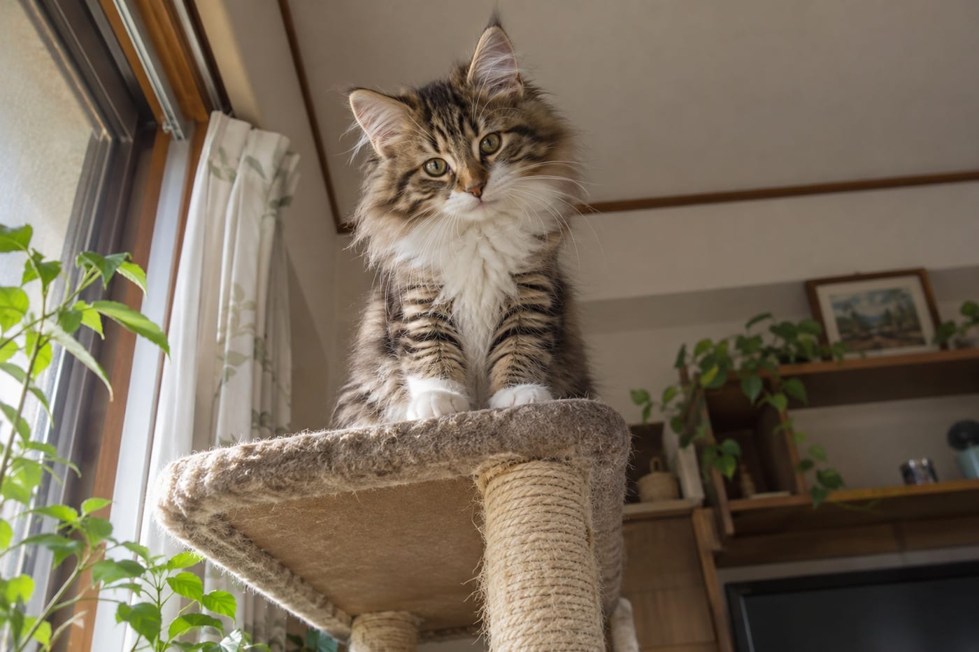 窓辺の背の高いキャットタワーのいちばん上から、こちらを見下ろすノルウェージャンフォレストキャットの子猫