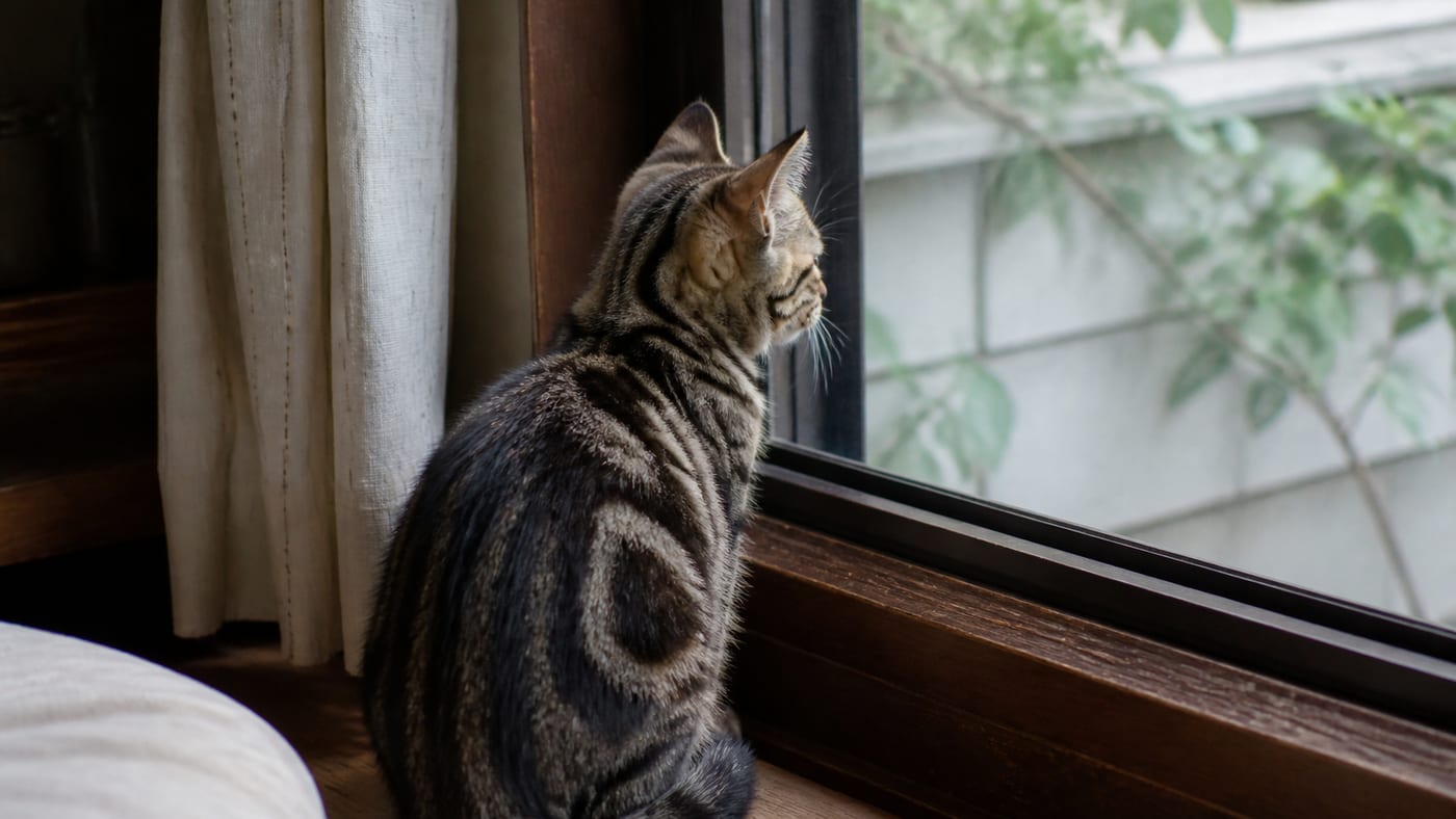 窓辺に座って外を眺めているキジトラの子猫