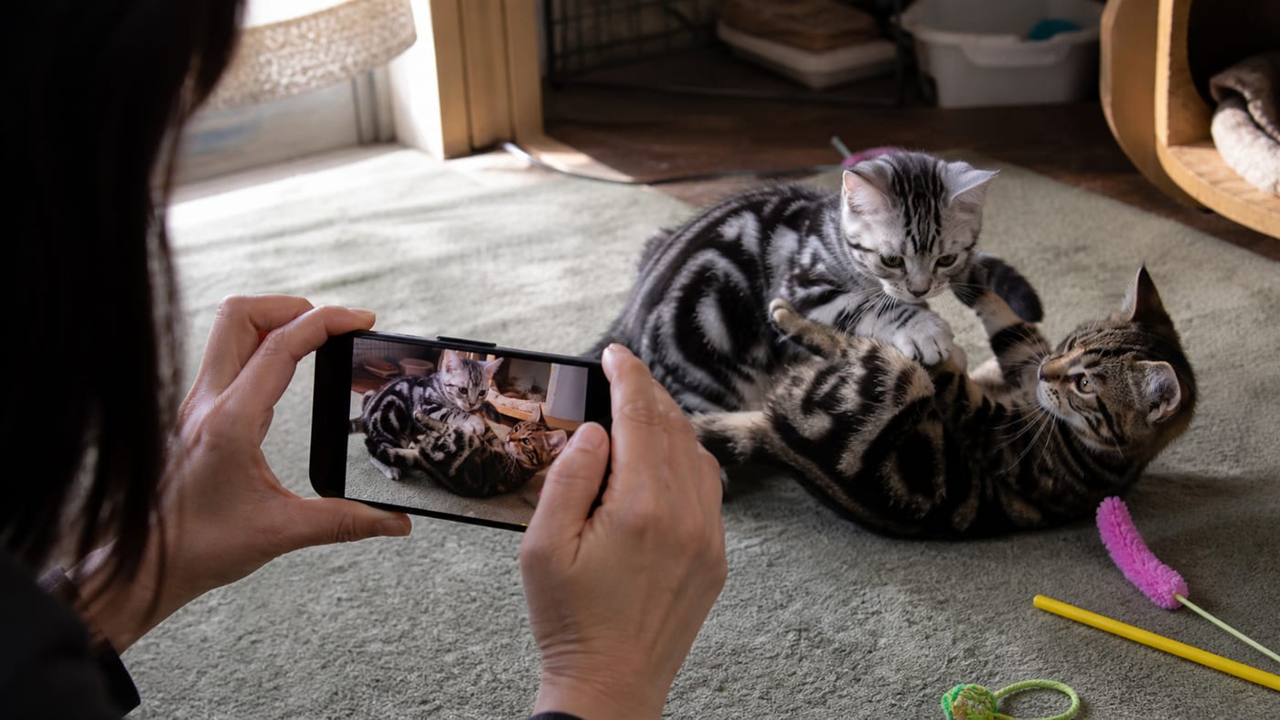 猫舎の床でじゃれつく2匹の子猫を、スマートフォンで撮影するブリーダー