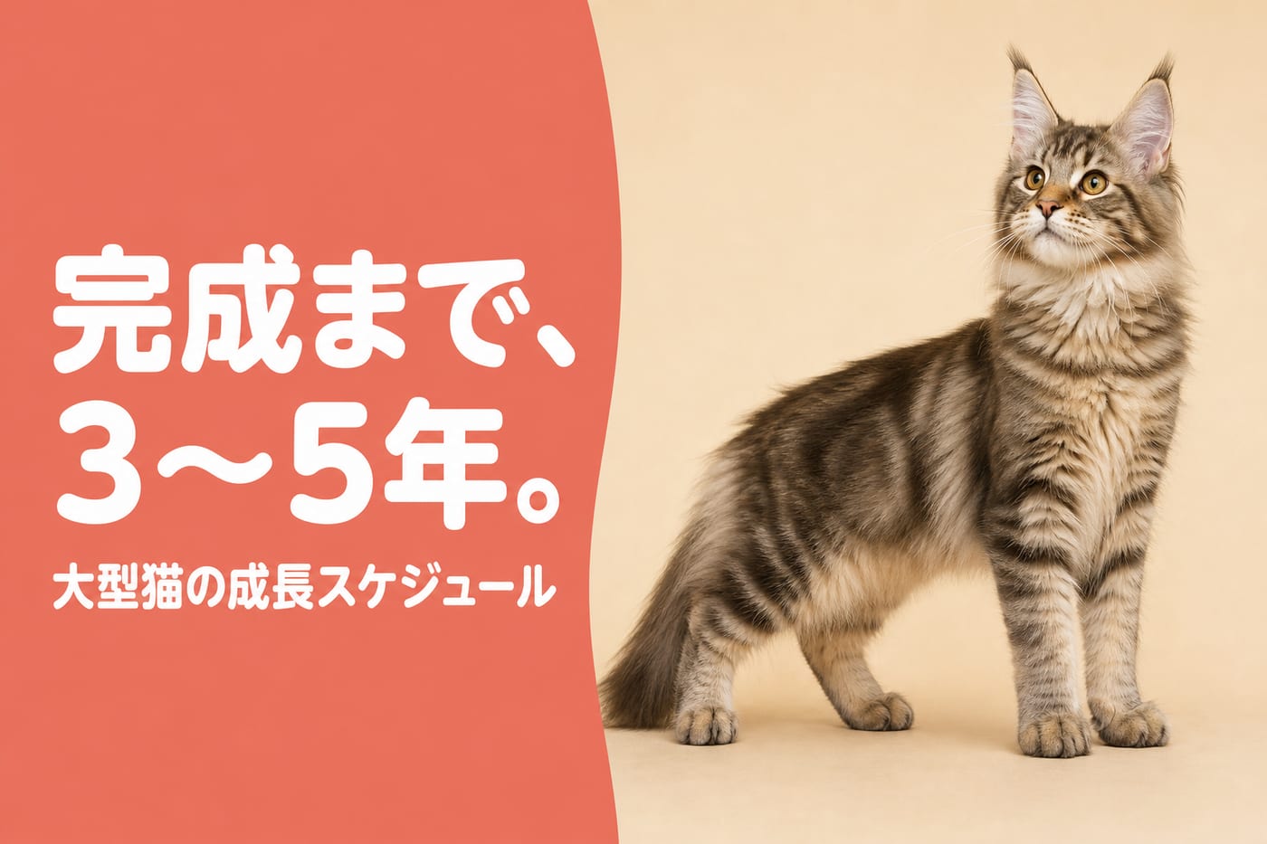 完成まで3〜5年と伝えるサーモン帯バナーと伸びやかな体格の若い大型猫