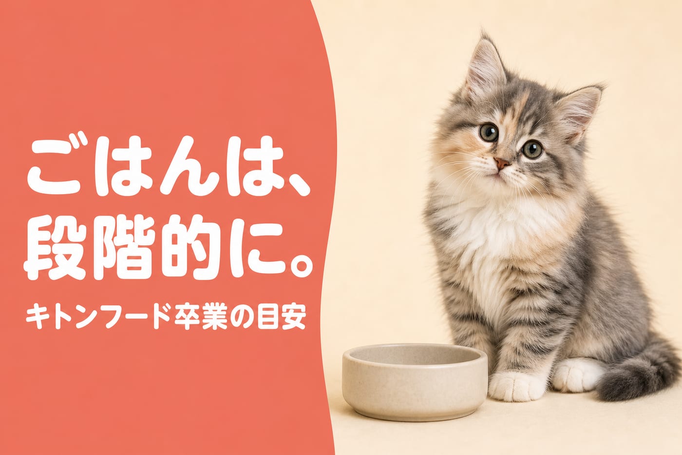 ごはんは段階的にと伝えるサーモン帯バナーとフードボウルの横に座る子猫