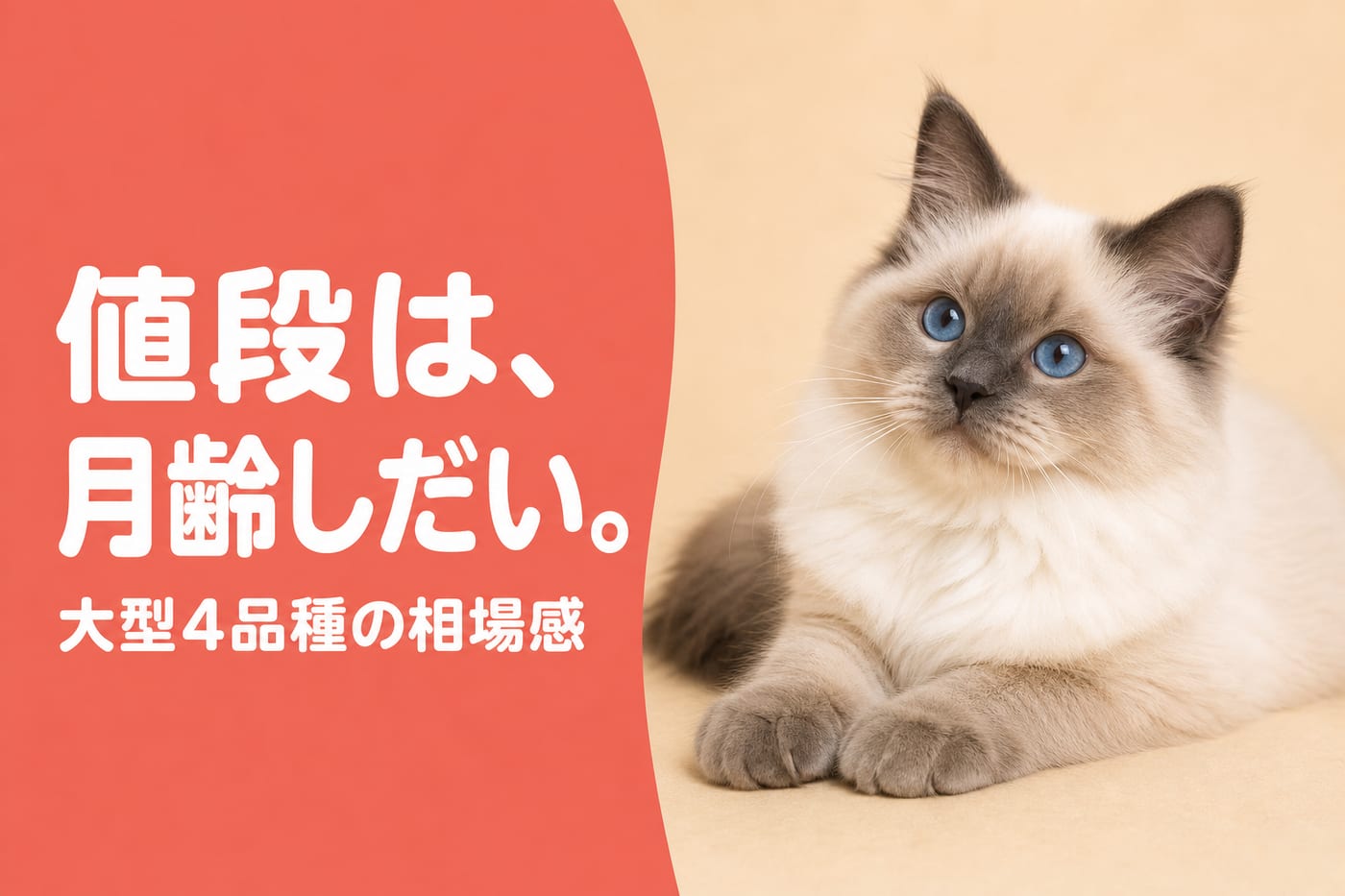 値段は月齢しだいと伝えるサーモン帯バナーとくつろぐポイントカラーの大型子猫