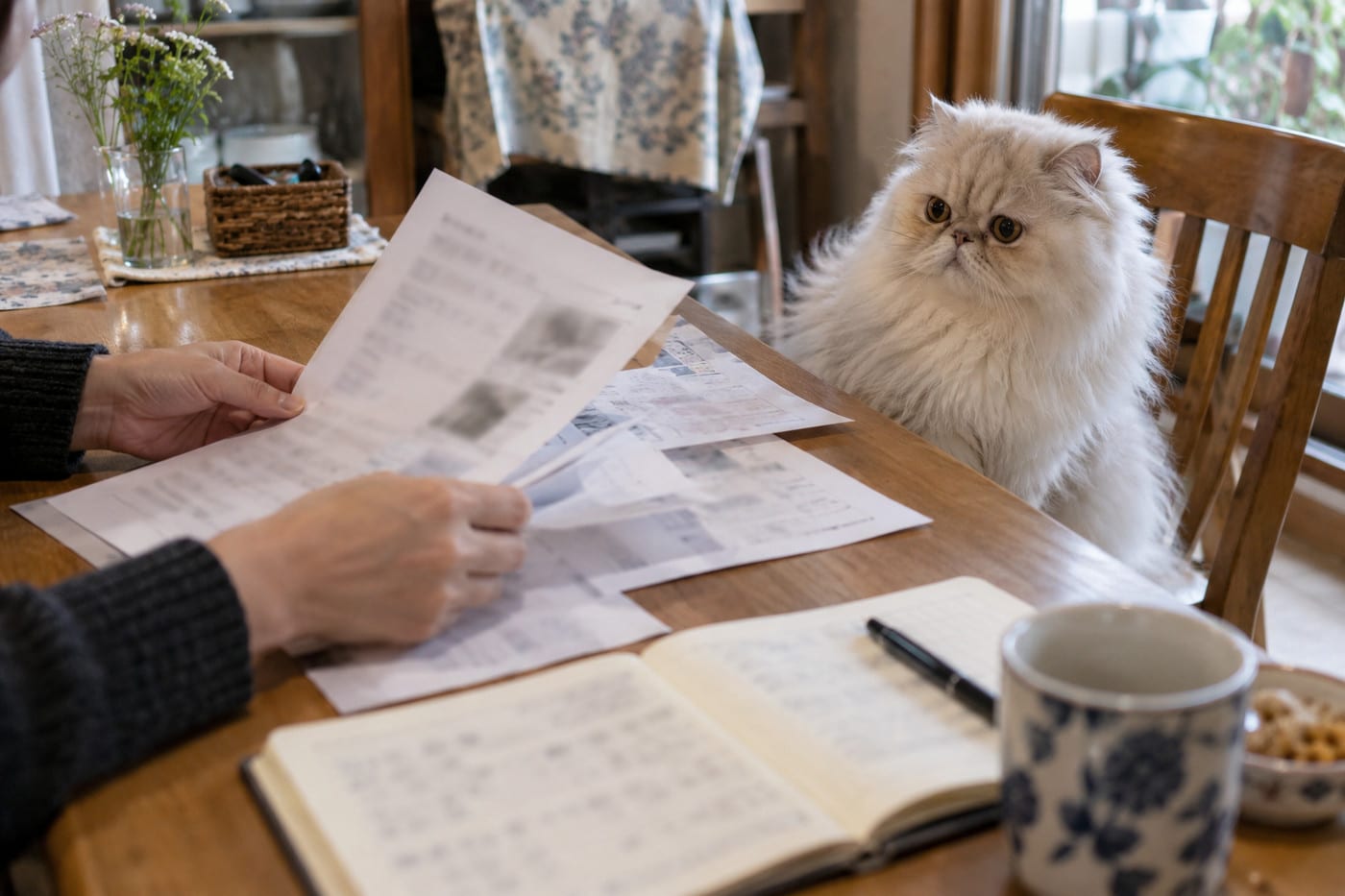 木のテーブルに広げた何枚かの紙の資料とノートを見比べている人の手元。テーブルの向こうの椅子から、クリーム色の長毛のペルシャが資料をのぞいている
