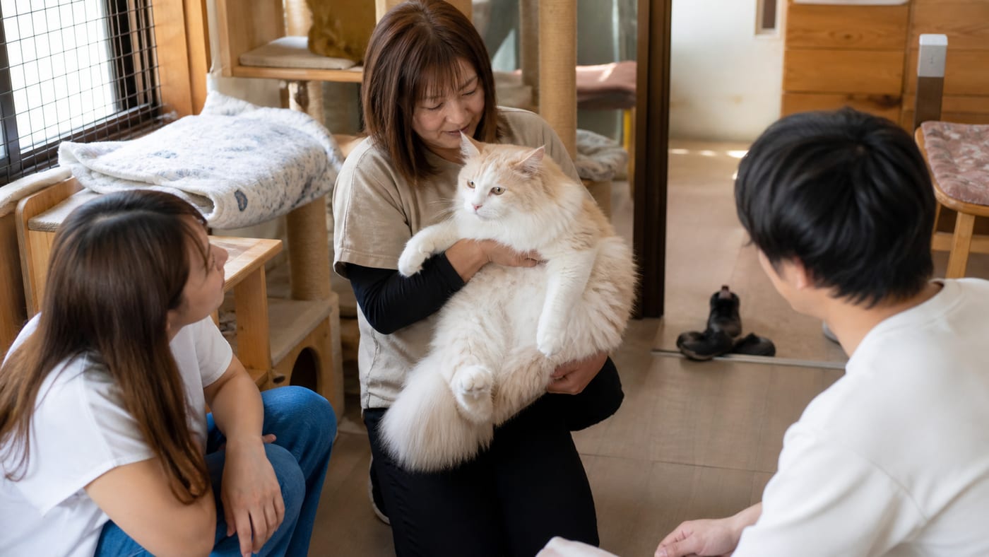 猫舎の見学スペースで、ブリーダーがラガマフィンを抱いて見学客に見せている様子