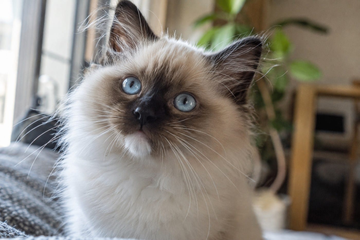 青い目と、こげ茶の鼻をした、あごが白いシールポイントミテッドのラグドールの子猫の顔のアップ