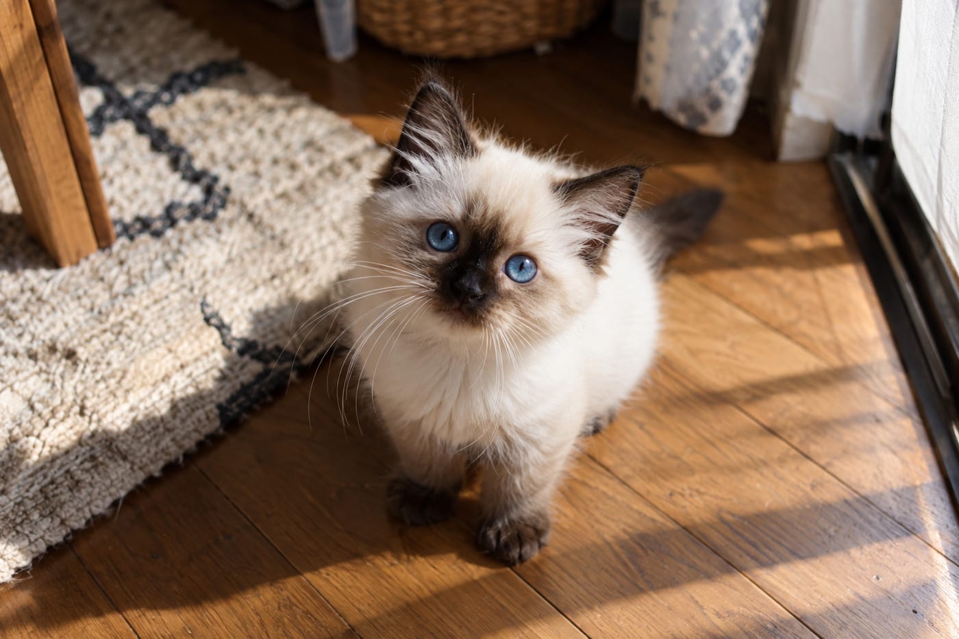 フローリングの日だまりに座り、こちらを見上げる、青い目のシールポイントのラグドールの子猫