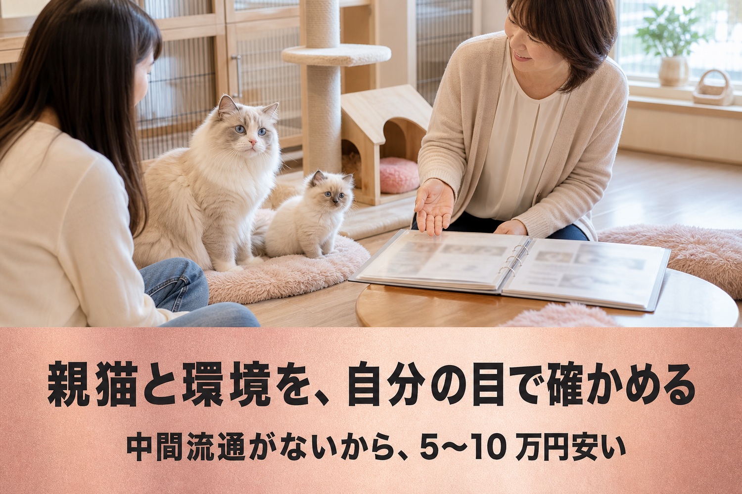 キャッテリーで親子のラグドールと向き合い、健康記録のバインダーを開いて説明を受ける見学風景。親猫と環境を自分の目で確かめる、中間流通がないから5〜10万円安い