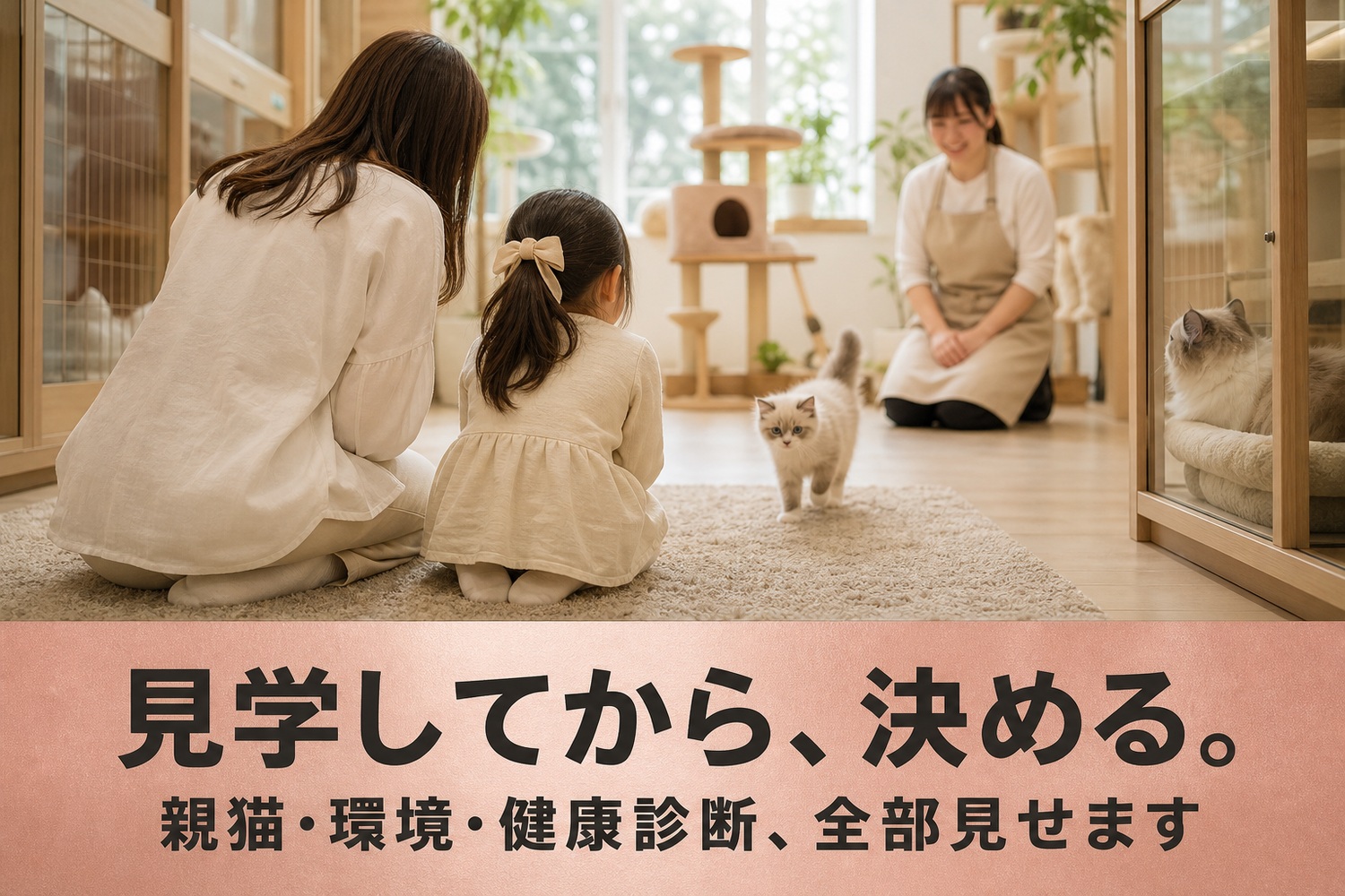 キャッテリーの見学室で、近づいてくる子ラグドールを家族が迎える様子。見学してから、決める。親猫・環境・健康診断、全部見せます