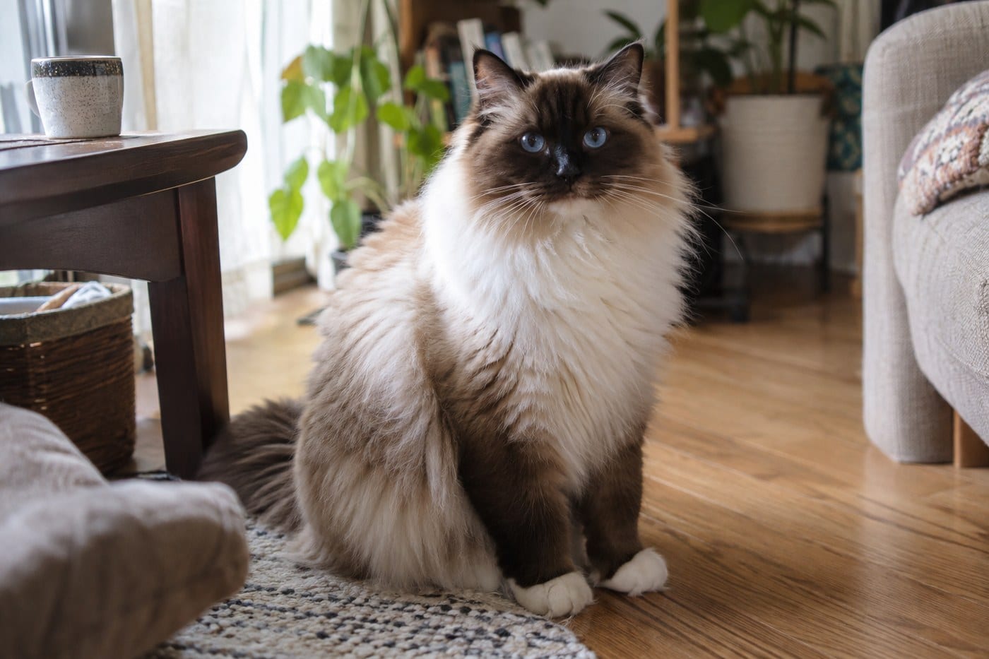 リビングの床に座り、こちらを見つめる、青い目でがっしりした体つきのラグドールの成猫